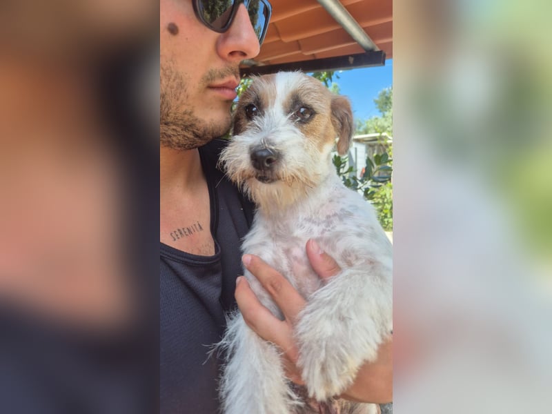 America - ausgeglichene,  freundliche kleine Terrier Dame sucht liebevolle Menschen