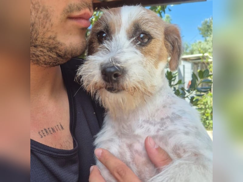 America - ausgeglichene,  freundliche kleine Terrier Dame sucht liebevolle Menschen