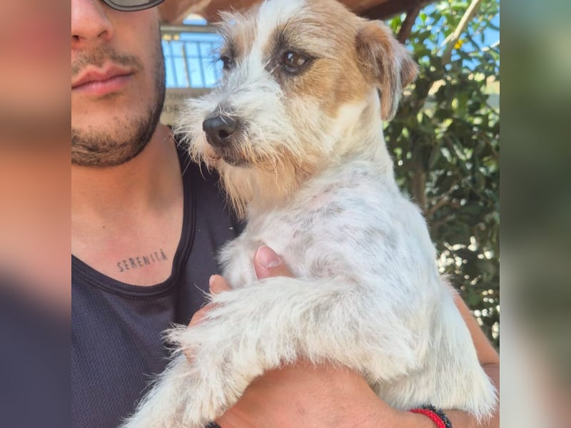 America - ausgeglichene,  freundliche kleine Terrier Dame sucht liebevolle Menschen