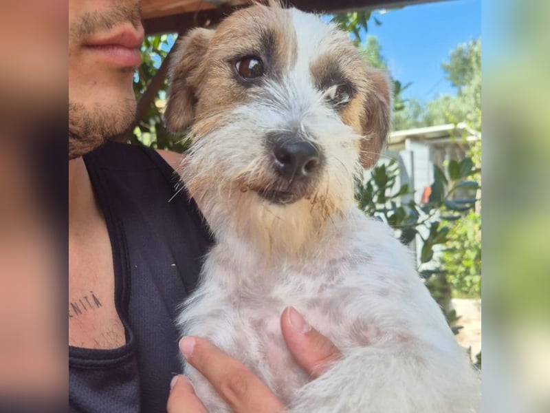 America - ausgeglichene,  freundliche kleine Terrier Dame sucht liebevolle Menschen