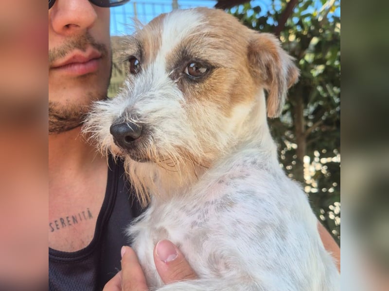 America - ausgeglichene,  freundliche kleine Terrier Dame sucht liebevolle Menschen