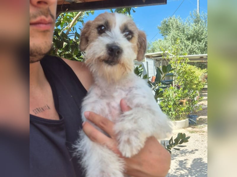 America - ausgeglichene,  freundliche kleine Terrier Dame sucht liebevolle Menschen