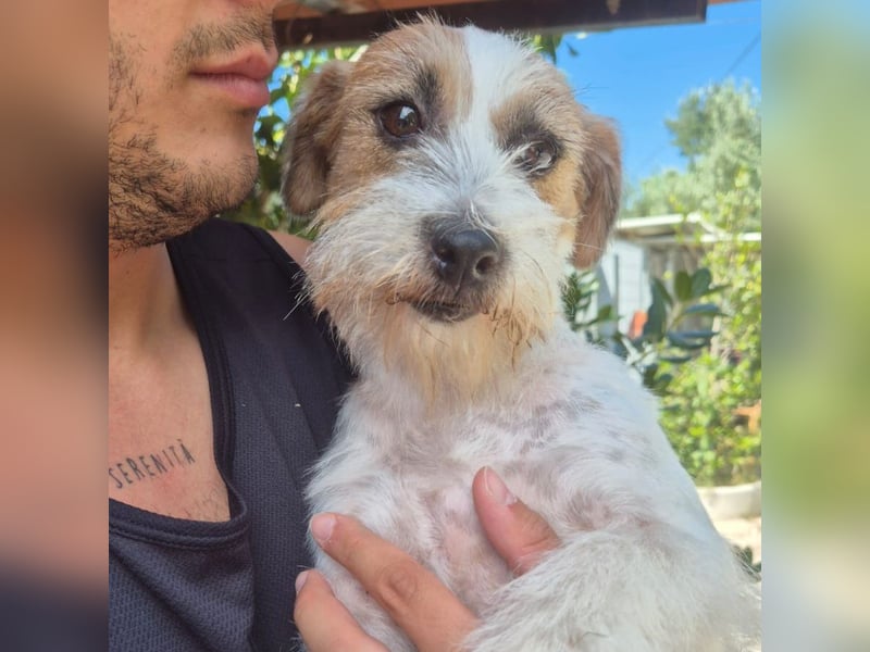 America - ausgeglichene,  freundliche kleine Terrier Dame sucht liebevolle Menschen