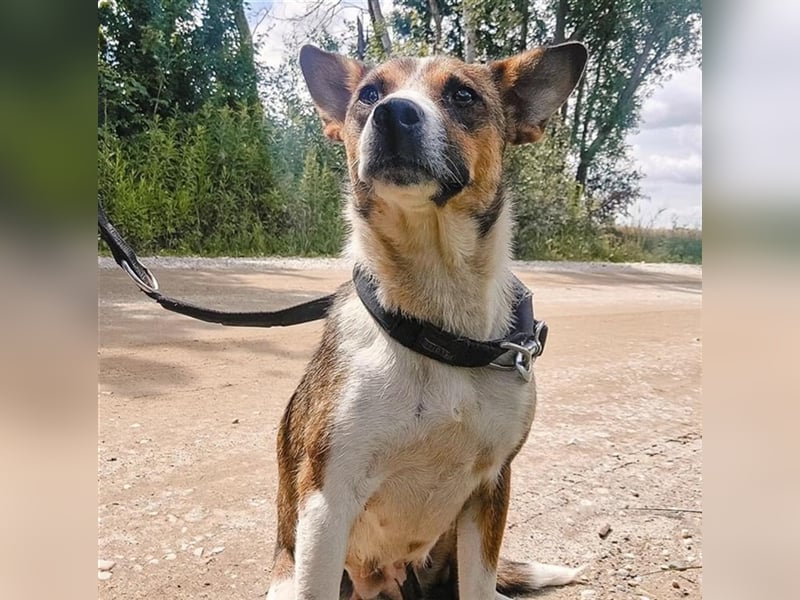 Lola eine wundervolle Hündin
