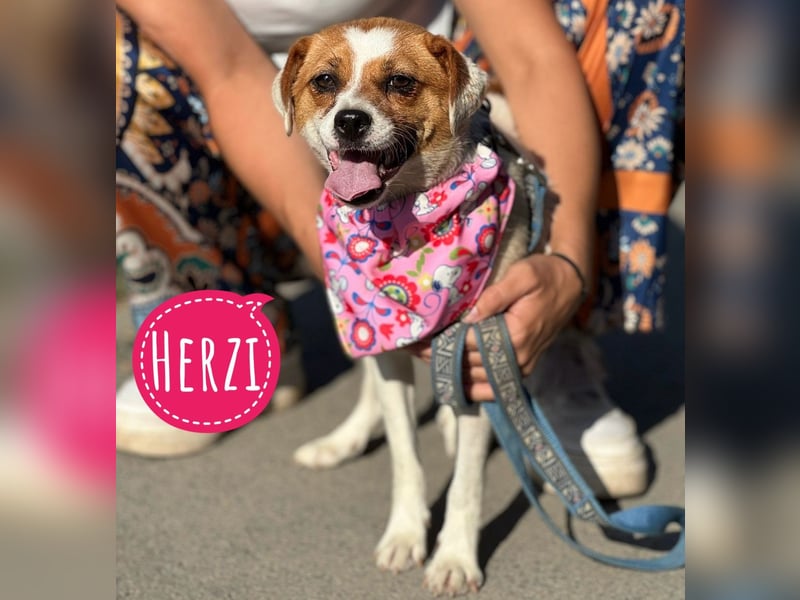 Herzi ein Herzenshund