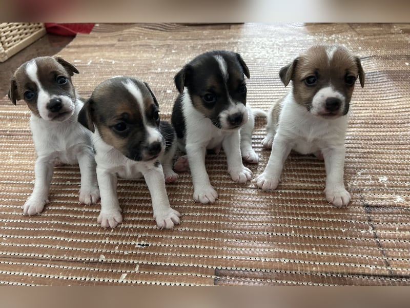 Jack Russel Terrier Welpe