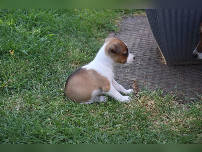 Jack Russel Terrier Welpe