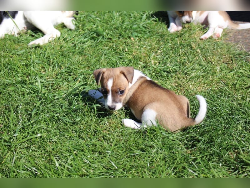 Jack Russel Terrier Welpe