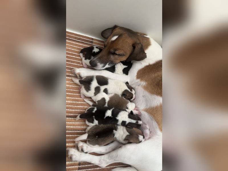 Jack Russel Terrier Welpe