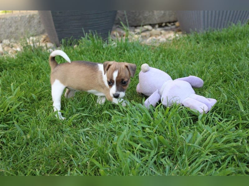 Jack Russel Terrier Welpe