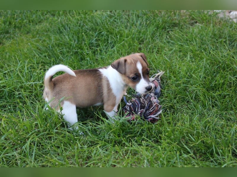 Jack Russel Terrier Welpe
