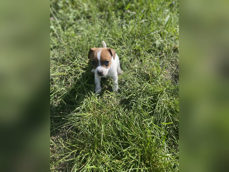 Jack russel Weibchen