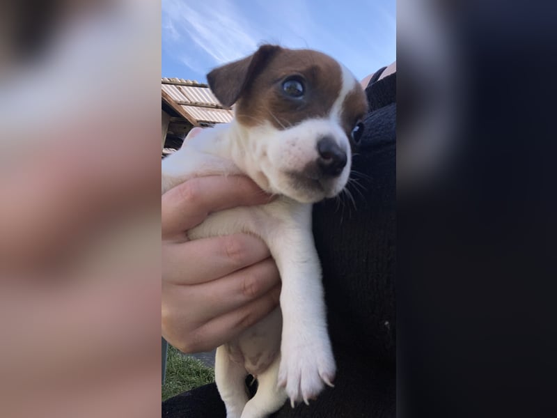 Jack russel Weibchen