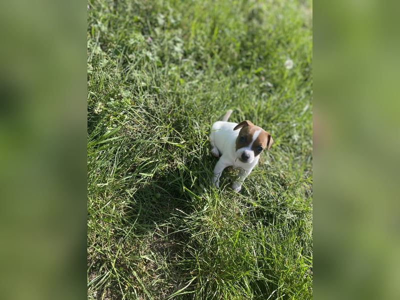 Jack russel Weibchen