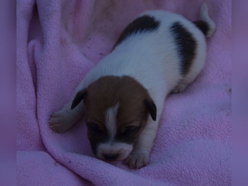 Jack-Russell Welpe