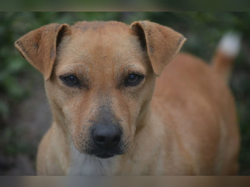 Kleine Jack-Russel Mischlingshündin „Klärchen“, ca. 2022 geboren, gut verträglich