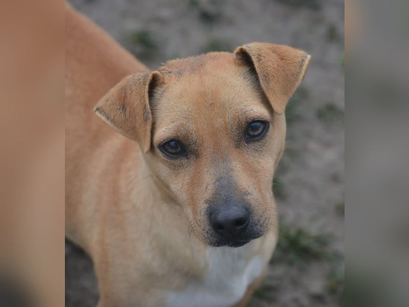 Kleine Jack-Russel Mischlingshündin „Klärchen“, ca. 2022 geboren, gut verträglich