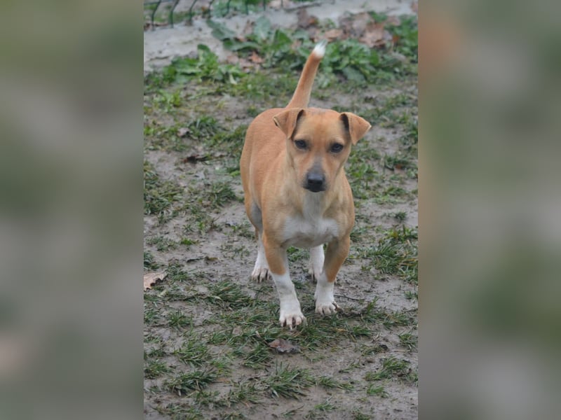 Kleine Jack-Russel Mischlingshündin „Klärchen“, ca. 2022 geboren, gut verträglich