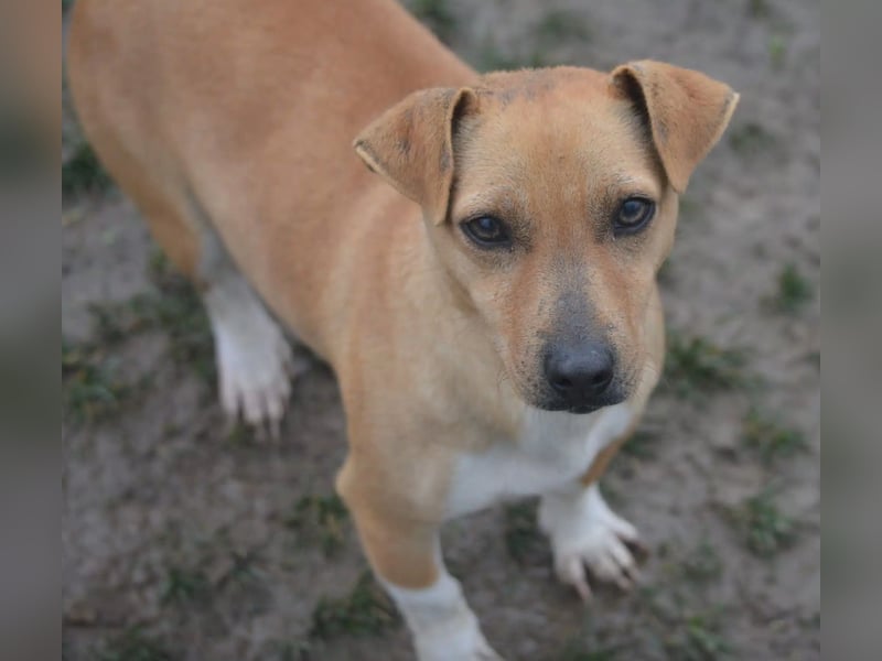 Kleine Jack-Russel Mischlingshündin „Klärchen“, ca. 2022 geboren, gut verträglich