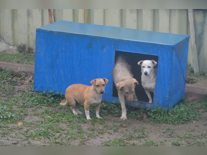 Kleine Jack-Russel Mischlingshündin „Klärchen“, ca. 2022 geboren, gut verträglich