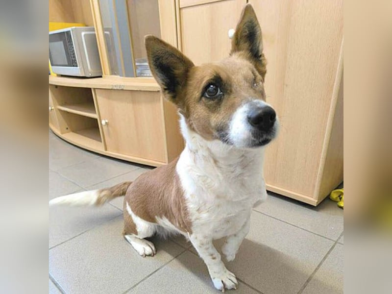 liebenswertes Einauge SZISZI - 7 Jahre, 35cm - Jack Russell-Mix