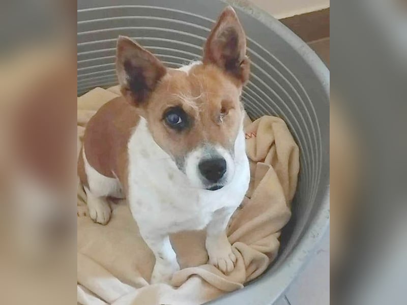 liebenswertes Einauge SZISZI - 7 Jahre, 35cm - Jack Russell-Mix