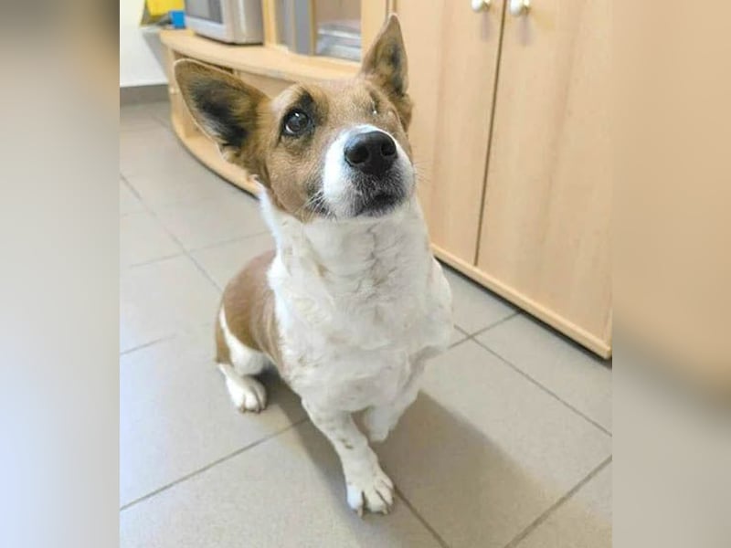 liebenswertes Einauge SZISZI - 7 Jahre, 35cm - Jack Russell-Mix