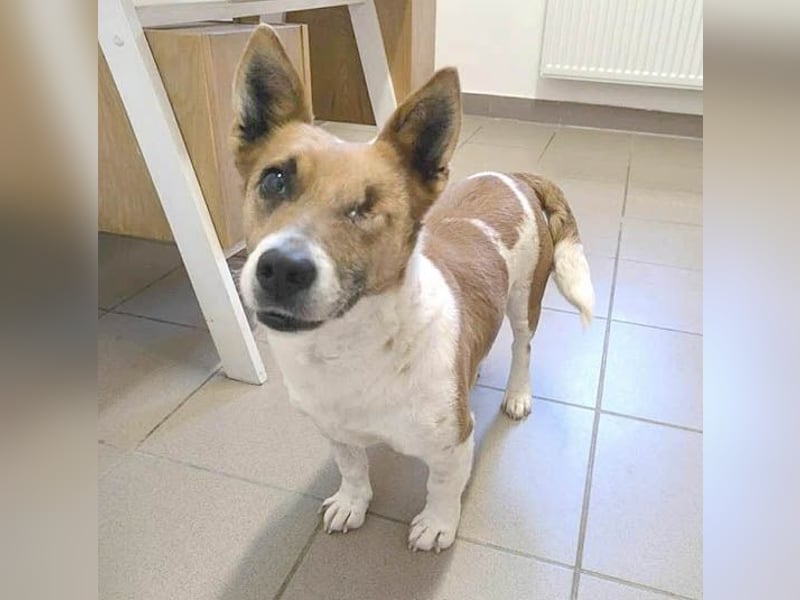 liebenswertes Einauge SZISZI - 7 Jahre, 35cm - Jack Russell-Mix