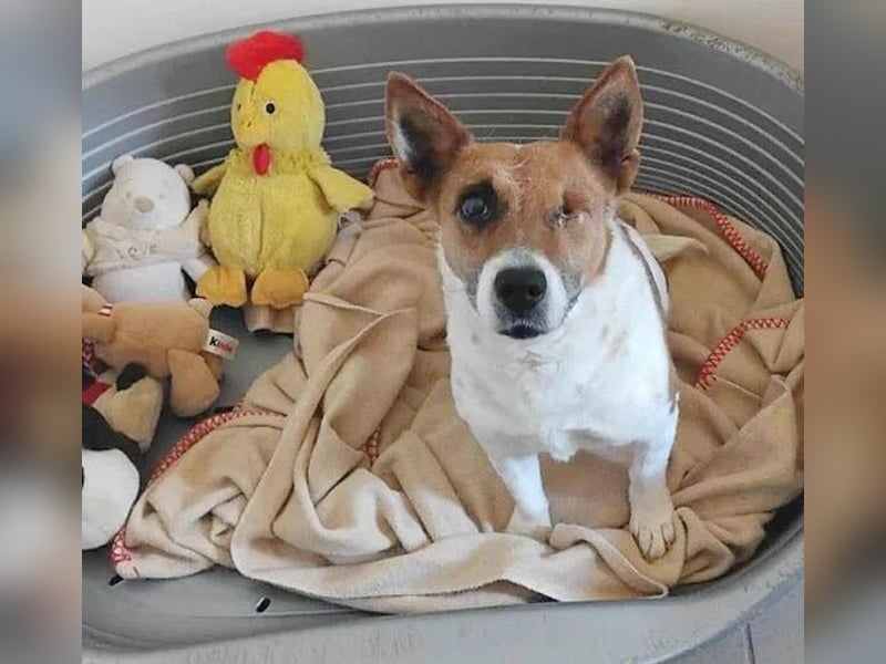 liebenswertes Einauge SZISZI - 7 Jahre, 35cm - Jack Russell-Mix