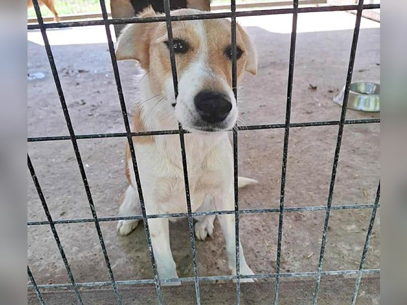 (R) ❤️ fröhliche kleine BLUNA - 2 Jahre, 35cm/7kg - Jack Russell-Mix