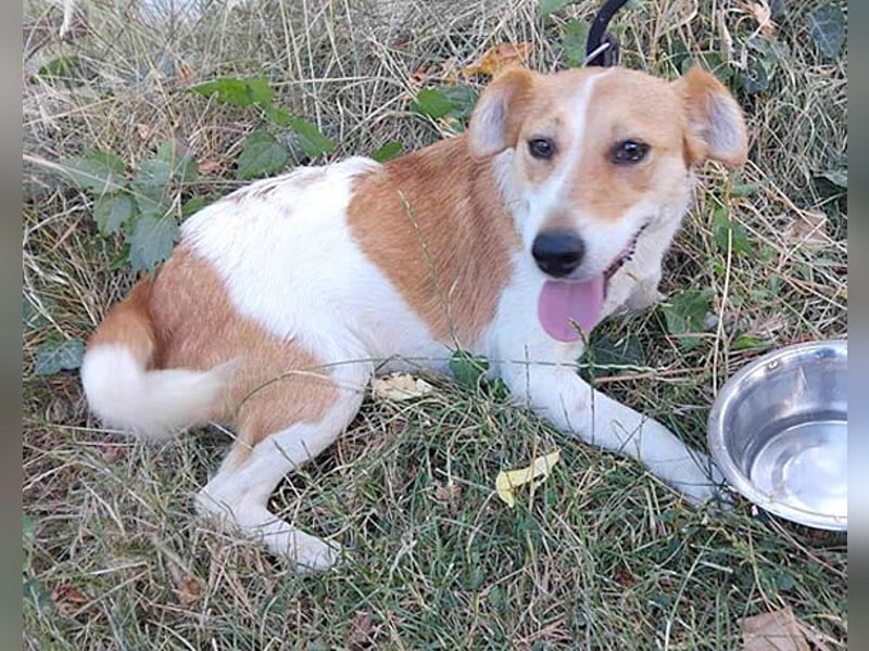 (R) ❤️ fröhliche kleine BLUNA - 2 Jahre, 35cm/7kg - Jack Russell-Mix
