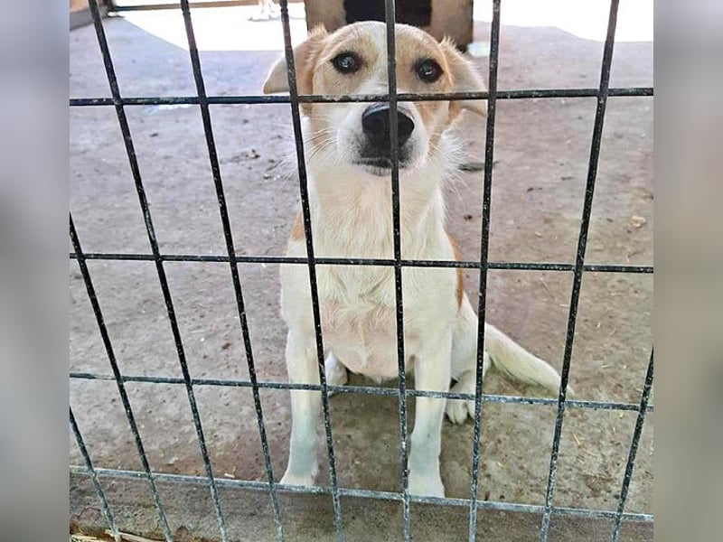 (R) ❤️ fröhliche kleine BLUNA - 2 Jahre, 35cm/7kg - Jack Russell-Mix