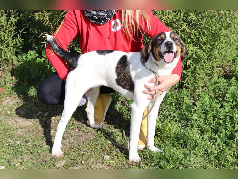 Rubi  - Mix Jack Russel Terrier / Beagle, lieb und verträglich