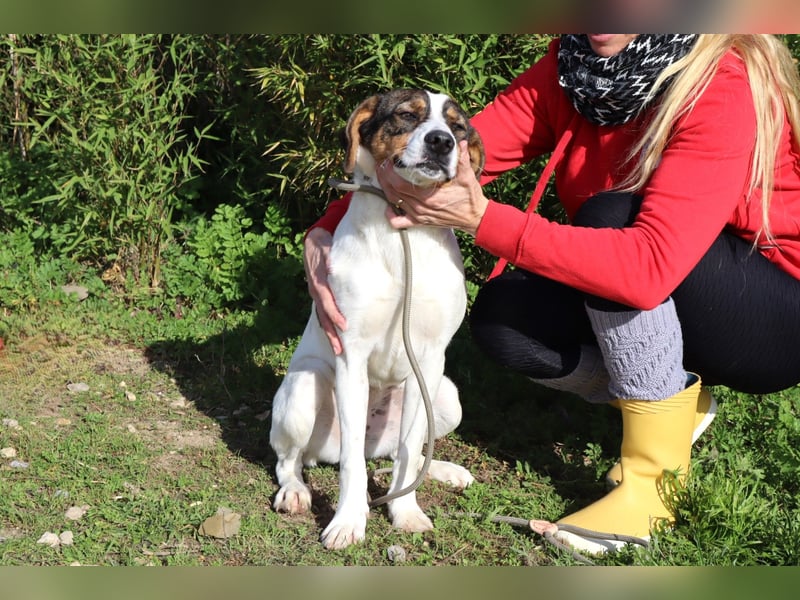 Rubi  - Mix Jack Russel Terrier / Beagle, lieb und verträglich