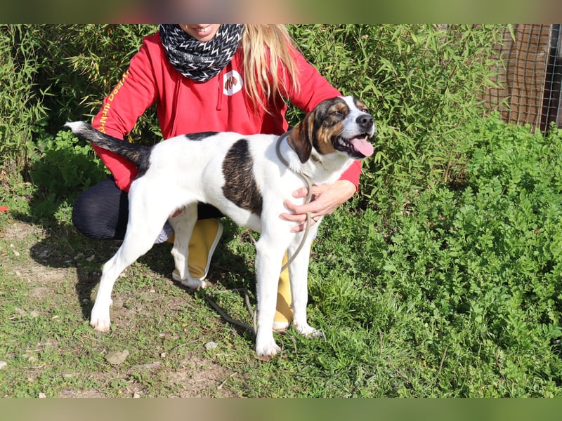 Rubi  - Mix Jack Russel Terrier / Beagle, lieb und verträglich