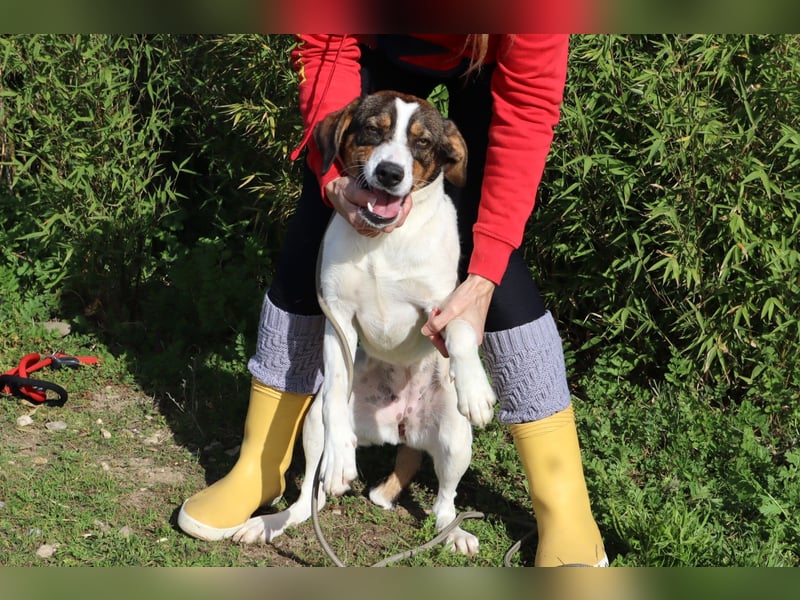 Rubi  - Mix Jack Russel Terrier / Beagle, lieb und verträglich