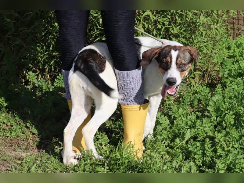 Rubi  - Mix Jack Russel Terrier / Beagle, lieb und verträglich