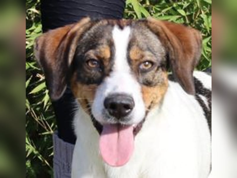 Rubi  - Mix Jack Russel Terrier / Beagle, lieb und verträglich