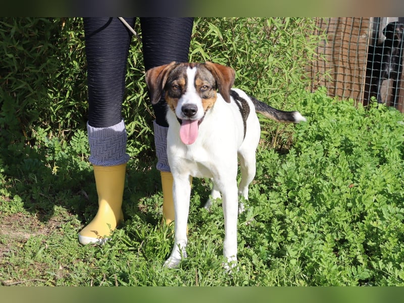 Rubi  - Mix Jack Russel Terrier / Beagle, lieb und verträglich