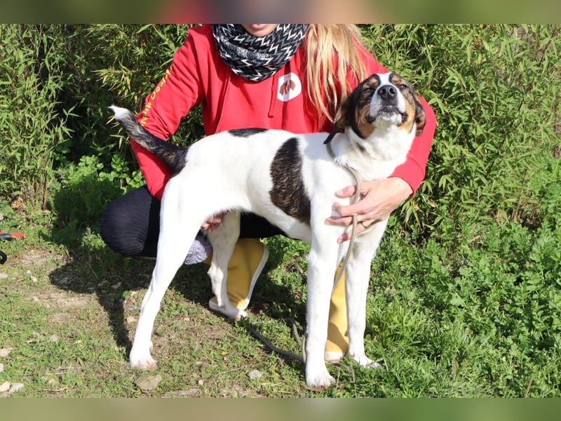 Rubi  - Mix Jack Russel Terrier / Beagle, lieb und verträglich