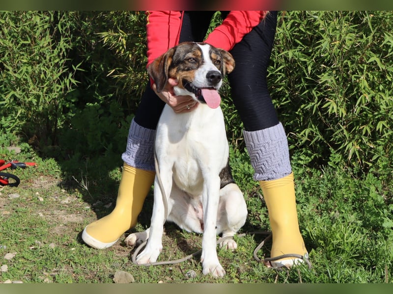 Rubi  - Mix Jack Russel Terrier / Beagle, lieb und verträglich