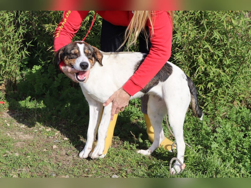 Rubi  - Mix Jack Russel Terrier / Beagle, lieb und verträglich