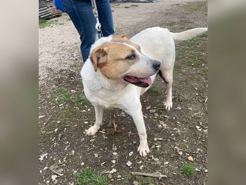 Lilly – abenteuerlustiger Sonnenschein sucht ihre Herzensmenschen