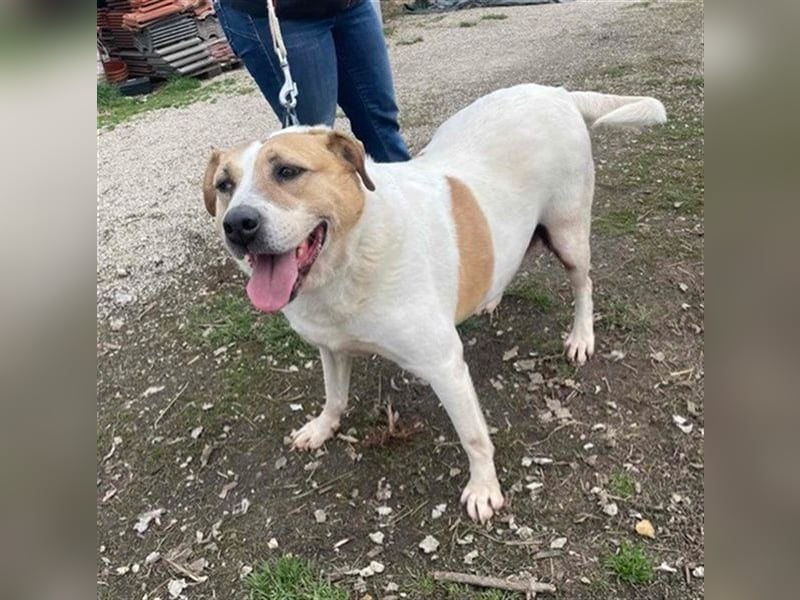 Lilly – abenteuerlustiger Sonnenschein sucht ihre Herzensmenschen
