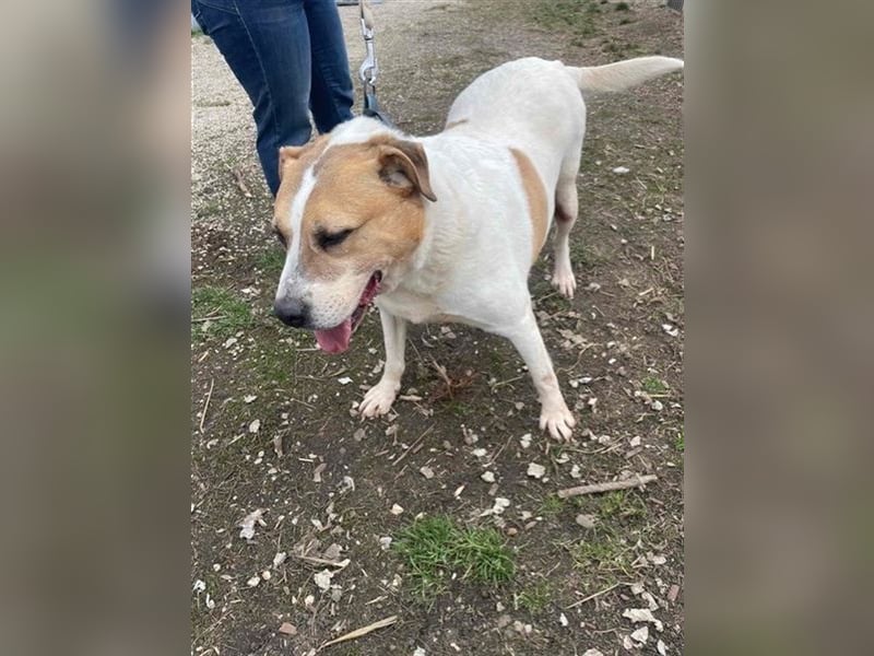 Lilly – abenteuerlustiger Sonnenschein sucht ihre Herzensmenschen
