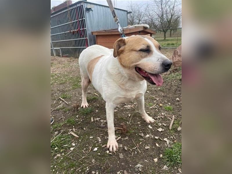 Lilly – abenteuerlustiger Sonnenschein sucht ihre Herzensmenschen