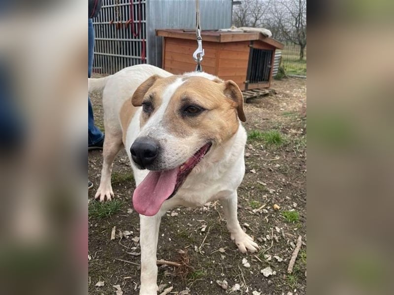 Lilly – abenteuerlustiger Sonnenschein sucht ihre Herzensmenschen