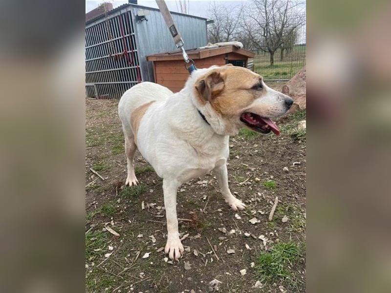 Lilly – abenteuerlustiger Sonnenschein sucht ihre Herzensmenschen