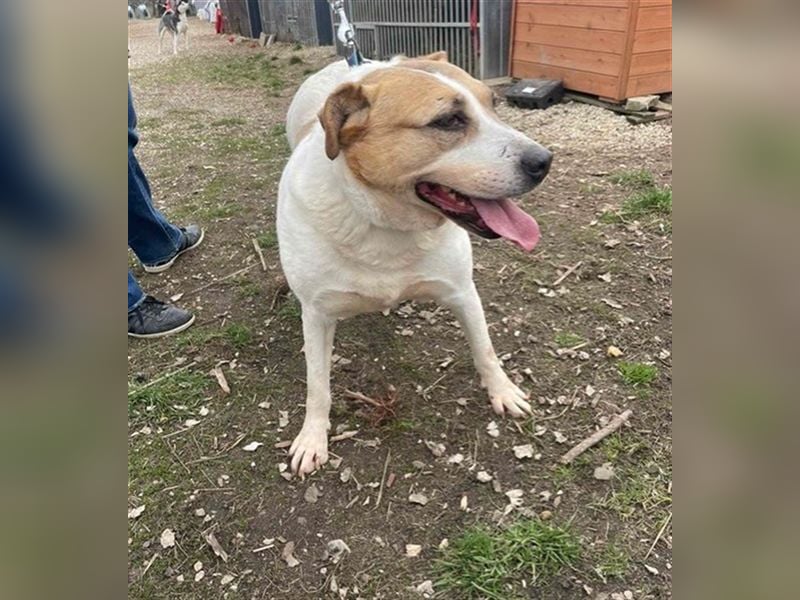 Lilly – abenteuerlustiger Sonnenschein sucht ihre Herzensmenschen
