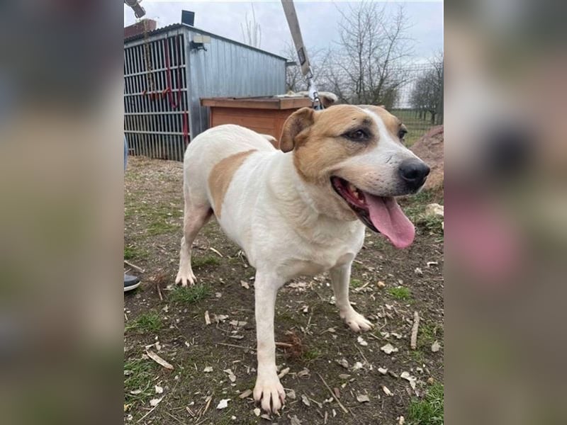 Lilly – abenteuerlustiger Sonnenschein sucht ihre Herzensmenschen